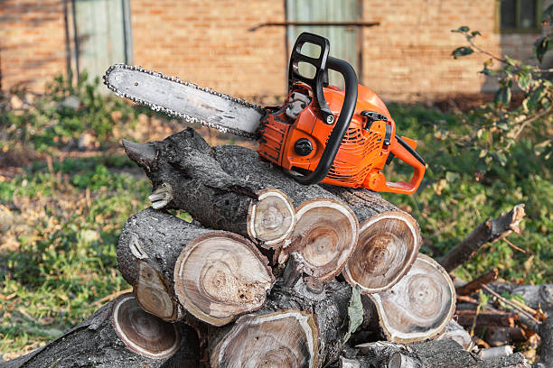 Best Tree Stump Removal  in Shark River Hills, NJ